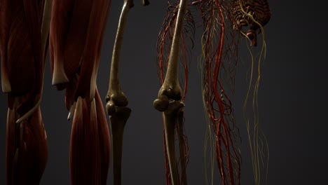 Animierte-3D-Illustration-Der-Menschlichen-Anatomie